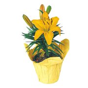 Hybrid Lily Plants - $2.99