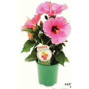Garden Tropics Hibiscus - $5.98