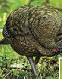 Bass Pro Shops Avian X Lcd Feeder Hen Turkey Decoy Redflagdeals Com