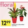 Anthurium Or Bromeliad  - $12.99