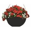 10" Hanging Baskets For Canada Dry - 20% off