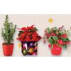 Gaultheria Plant Gift Box Plant or Alberta Dwarf Spruce  - $9.99