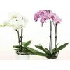 Phalaenopsis Orchids - Starting at $11.99