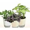 Premium Tropical Plants Or Succulents  - $12.99