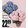 Hydrangea - $22.99